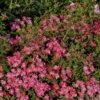 'Tommelise'® Rosa X 'Tommelise'® A-Kvalitet,- Barrods Roser Min. 3 Grene