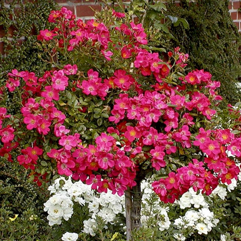 'Tommelise'® Rosa X 'Tommelise'® A-Kvalitet,- barrods roser min. 3 grene 'Tommelise'® Rosa X 'Tommelise'® A-Kvalitet,- Barrods Roser Min. 3 Grene -Plantetorvet Butik p345 51740 rosa x tommelise ee59