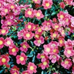 'Tommelise'® Rosa X 'Tommelise'® A-Kvalitet,- Barrods Roser Min. 3 Grene 5 'Tommelise'® Rosa X 'Tommelise'® A-Kvalitet,- Barrods Roser Min. 3 Grene -Plantetorvet Butik p345 51741 rosa x tommelise ea25