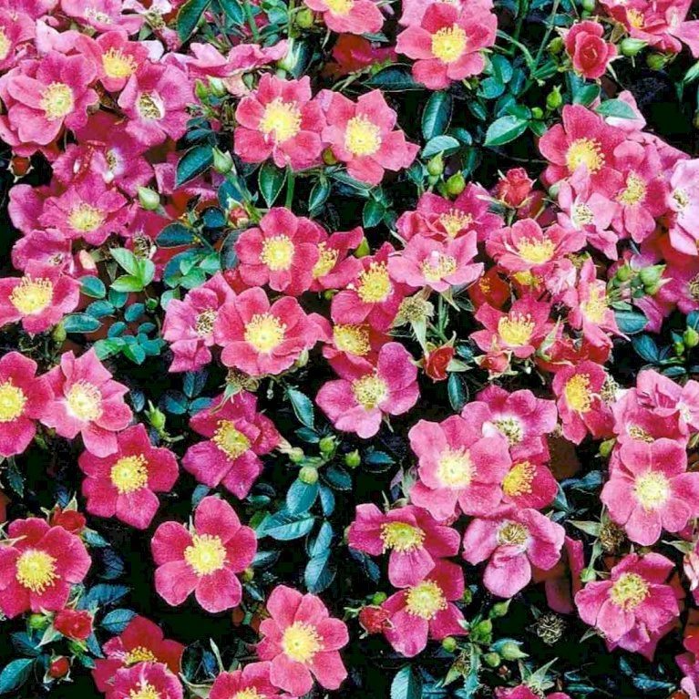 'Tommelise'® Rosa X 'Tommelise'® A-Kvalitet,- barrods roser min. 3 grene 'Tommelise'® Rosa X 'Tommelise'® A-Kvalitet,- Barrods Roser Min. 3 Grene -Plantetorvet Butik p345 51741 rosa x tommelise ea25