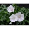 Moskus-Katost 'Alba' Malva Moschata 'Alba' 1 Liter Potte -Plantetorvet Butik p3464 2589 malva moschata alba 6928