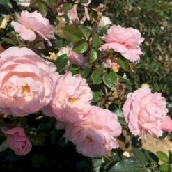 'Jim The Viking'™ Rosa X 'Jim The Viking'™ (Buketrose) A-Kvalitet,- Barrods Roser Min. 3 Grene 4 'Jim The Viking'™ Rosa X 'Jim The Viking'™ (Buketrose) A-Kvalitet,- Barrods Roser Min. 3 Grene -Plantetorvet Butik p34754 51568 rosa x jim the viking buketrose 356c