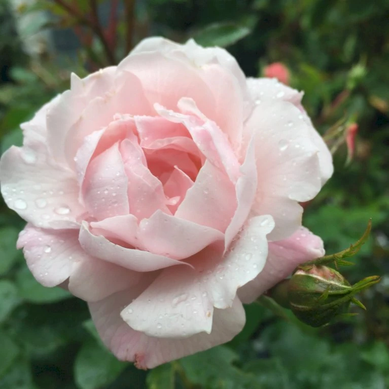 'Jim The Viking'™ Rosa X 'Jim The Viking'™ (Buketrose) A-Kvalitet,- barrods roser min. 3 grene 'Jim The Viking'™ Rosa X 'Jim The Viking'™ (Buketrose) A-Kvalitet,- Barrods Roser Min. 3 Grene -Plantetorvet Butik p34754 51570 rosa x jim the viking buketrose a107