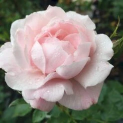 'Jim The Viking'™ Rosa X 'Jim The Viking'™ (Buketrose) A-Kvalitet,- Barrods Roser Min. 3 Grene 7 'Jim The Viking'™ Rosa X 'Jim The Viking'™ (Buketrose) A-Kvalitet,- Barrods Roser Min. 3 Grene -Plantetorvet Butik p34754 51571 rosa x jim the viking buketrose 8f91