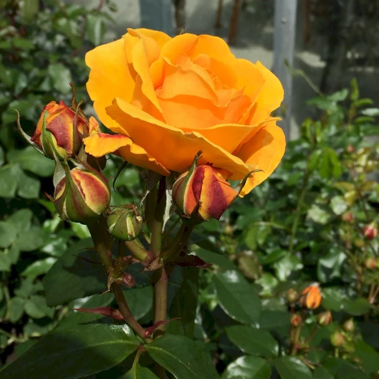 'Friendship Forever'™ Rosa X 'Friendship Forever'™ (Buketrose) A-Kvalitet,- barrods roser min. 3 grene 'Friendship Forever'™ Rosa X 'Friendship Forever'™ (Buketrose) A-Kvalitet,- Barrods Roser Min. 3 Grene -Plantetorvet Butik p34756 51482 rosa x friendship forever buketrose 597d