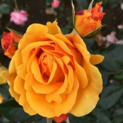 'Friendship Forever'™ Rosa X 'Friendship Forever'™ (Buketrose) A-Kvalitet,- Barrods Roser Min. 3 Grene 6 'Friendship Forever'™ Rosa X 'Friendship Forever'™ (Buketrose) A-Kvalitet,- Barrods Roser Min. 3 Grene -Plantetorvet Butik p34756 51484 rosa x friendship forever buketrose 8502