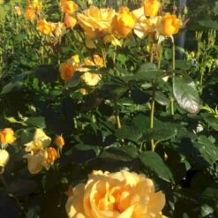 'Friendship Forever'™ Rosa X 'Friendship Forever'™ (Buketrose) A-Kvalitet,- Barrods Roser Min. 3 Grene 7 'Friendship Forever'™ Rosa X 'Friendship Forever'™ (Buketrose) A-Kvalitet,- Barrods Roser Min. 3 Grene -Plantetorvet Butik p34756 51485 rosa x friendship forever buketrose 18e1