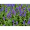 Staude-Salvie 'Blauhügel' Salvia Nemorosa 'Blauhügel' 1 Liter Potte