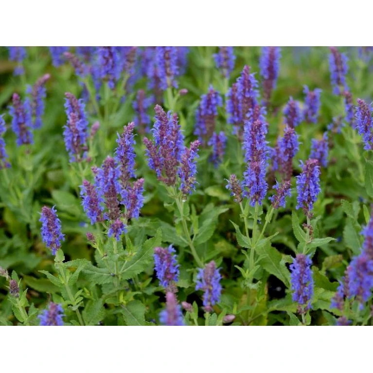 Staude-Salvie 'Blauhügel' Salvia Nemorosa 'Blauhügel' 1 liter potte Staude-Salvie 'Blauhügel' Salvia Nemorosa 'Blauhügel' 1 Liter Potte -Plantetorvet Butik p3476 36401 salvia nemorosa blauhuegel 3ebc