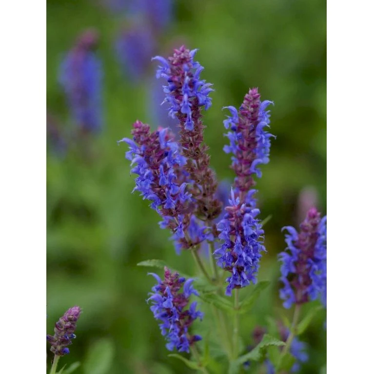 Staude-Salvie 'Blauhügel' Salvia Nemorosa 'Blauhügel' 1 liter potte Staude-Salvie 'Blauhügel' Salvia Nemorosa 'Blauhügel' 1 Liter Potte -Plantetorvet Butik p3476 36402 salvia nemorosa blauhuegel 8065
