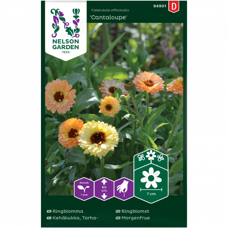 Morgenfrue 'Cantaloupe' Calendula Officinalis 'Cantaloupe' Morgenfrue 'Cantaloupe' Calendula Officinalis 'Cantaloupe' -Plantetorvet Butik p34774 34755 calendula officinalis cantaloupe 2a1c
