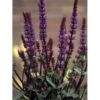 Staude-Salvie 'Caradonna' Salvia Nemorosa 'Caradonna' 1 Liter Potte -Plantetorvet Butik p3477 36399 salvia nemorosa caradonna d525