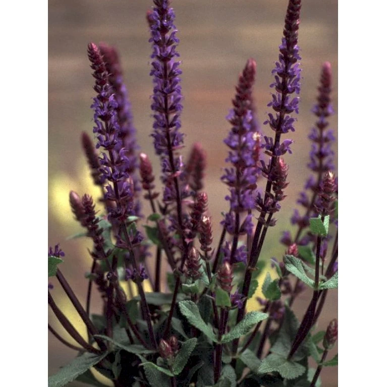 Staude-Salvie 'Caradonna' Salvia Nemorosa 'Caradonna' 1 liter potte Staude-Salvie 'Caradonna' Salvia Nemorosa 'Caradonna' 1 Liter Potte -Plantetorvet Butik p3477 36399 salvia nemorosa caradonna d525