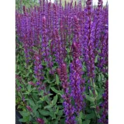Staude-Salvie 'Caradonna' Salvia Nemorosa 'Caradonna' 1 Liter Potte 4 Staude-Salvie 'Caradonna' Salvia Nemorosa 'Caradonna' 1 Liter Potte -Plantetorvet Butik p3477 36400 salvia nemorosa caradonna d530