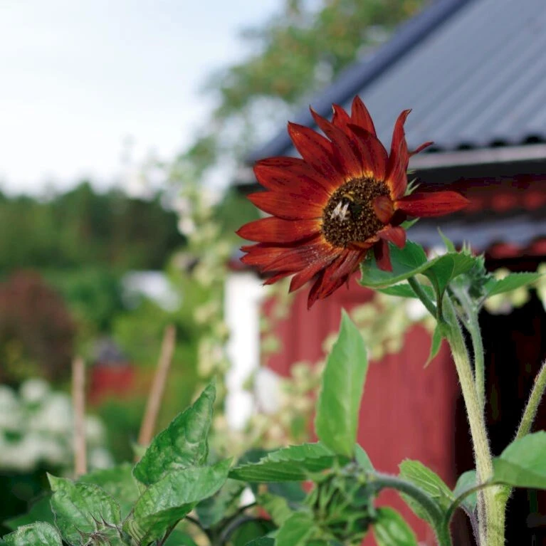 Solsikke 'Velvet Queen' Øko Helianthus Annuus 'Velvet Queen' Frøpose, Antal pr. pakke, Ca. 20 stk. Solsikke 'Velvet Queen' Øko Helianthus Annuus 'Velvet Queen' Frøpose, Antal Pr. Pakke, Ca. 20 Stk. -Plantetorvet Butik p34784 54714 helianthus annuus velvet queen 82a0