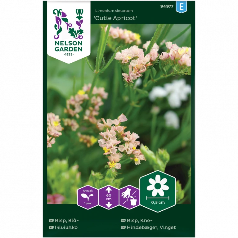 Vinget Hindebæger 'Cutie Apricot' Limonium Sinuatum 'Cutie Apricot' Vinget Hindebæger 'Cutie Apricot' Limonium Sinuatum 'Cutie Apricot' -Plantetorvet Butik p34787 34768 limonium sinuatum cutie apricot 33b4