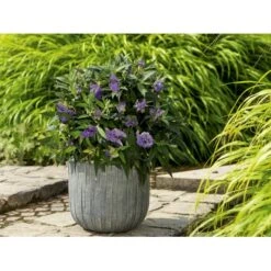 Sommerfuglebusk 'Summer Lounge' ® Lilla Buddleja 'Summer Lounge' ® Lilla 2 Liter Potte -Plantetorvet Butik p35015 35309 buddleja summer lounge lilla a266