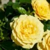 'Viborg'™ Rosa X 'Viborg'™ (Slotsrose) A-Kvalitet,- Barrods Roser Min. 3 Grene -Plantetorvet Butik p350 51877 rosa x viborg slotsrose afc2