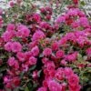 'Viking'® Rosa X 'Viking'® (Bunddækkerose) A-Kvalitet,- Barrods Roser Min. 3 Grene -Plantetorvet Butik p351 51742 rosa x viking bunddaekkerose 088d