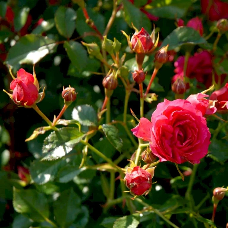 'Viking'® Rosa X 'Viking'® (Bunddækkerose) A-Kvalitet,- barrods roser min. 3 grene 'Viking'® Rosa X 'Viking'® (Bunddækkerose) A-Kvalitet,- Barrods Roser Min. 3 Grene -Plantetorvet Butik p351 51744 rosa x viking bunddaekkerose 1b2c