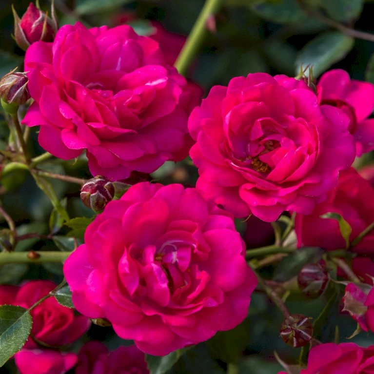 'Viking'® Rosa X 'Viking'® (Bunddækkerose) A-Kvalitet,- barrods roser min. 3 grene 'Viking'® Rosa X 'Viking'® (Bunddækkerose) A-Kvalitet,- Barrods Roser Min. 3 Grene -Plantetorvet Butik p351 54045 rosa x viking bunddaekkerose 713a
