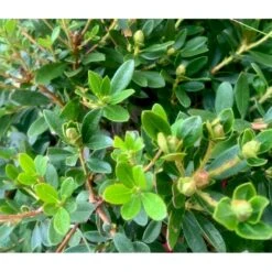 'Bloombux Magenta' Rhododendron X Micrantha 'Bloombux Magenta' 2 Liter Potte -Plantetorvet Butik p35311 36555 rhododendron micrantha bloombux magenta a403