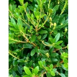 'Bloombux Magenta' Rhododendron X Micrantha 'Bloombux Magenta' 2 Liter Potte -Plantetorvet Butik p35311 36556 rhododendron micrantha bloombux magenta 2f0b