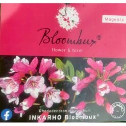 'Bloombux Magenta' Rhododendron X Micrantha 'Bloombux Magenta' 2 Liter Potte -Plantetorvet Butik p35311 36557 rhododendron micrantha bloombux magenta 4805