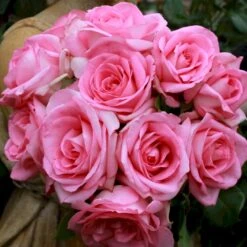 'Beverly'® Rosa X 'Beverly'® (Storblomstrende) A-Kvalitet,- Barrods Roser Min. 3 Grene -Plantetorvet Butik p35321 53551 rosa x beverly storblomstrende 302a