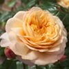 'Capri'® Rosa X 'Capri'® (Storblomstrende) A-Kvalitet,- Barrods Roser Min. 3 Grene -Plantetorvet Butik p35323 48892 rosa x capri 6291