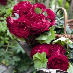 'Gospel'® Rosa X 'Gospel'® (Storblomstrende) A-Kvalitet,- Barrods Roser Min. 3 Grene 4 'Gospel'® Rosa X 'Gospel'® (Storblomstrende) A-Kvalitet,- Barrods Roser Min. 3 Grene -Plantetorvet Butik p35326 53974 rosa x gospel storblomstrende dd8e