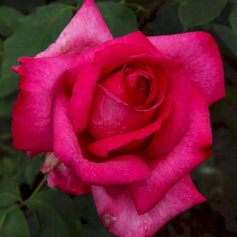 'Parole'® Rosa X 'Parole'® (Storblomstrende) A-Kvalitet,- barrods roser min. 3 grene 'Parole'® Rosa X 'Parole'® (Storblomstrende) A-Kvalitet,- Barrods Roser Min. 3 Grene -Plantetorvet Butik p35329 53621 rosa x parole storblomstrende 6c49