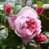 'Schöne Maid' Rosa X 'Schöne Maid' (Storblomstrende) A-Kvalitet,- Barrods Roser Min. 3 Grene 1 'Schöne Maid' Rosa X 'Schöne Maid' (Storblomstrende) A-Kvalitet,- Barrods Roser Min. 3 Grene -Plantetorvet Butik p35331 51383 rosa x schoene maid 82bd