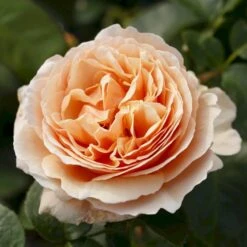 'Tropicana'® Rosa X 'Tropicana'® (Storblomstrende) A-Kvalitet,- Barrods Roser Min. 3 Grene