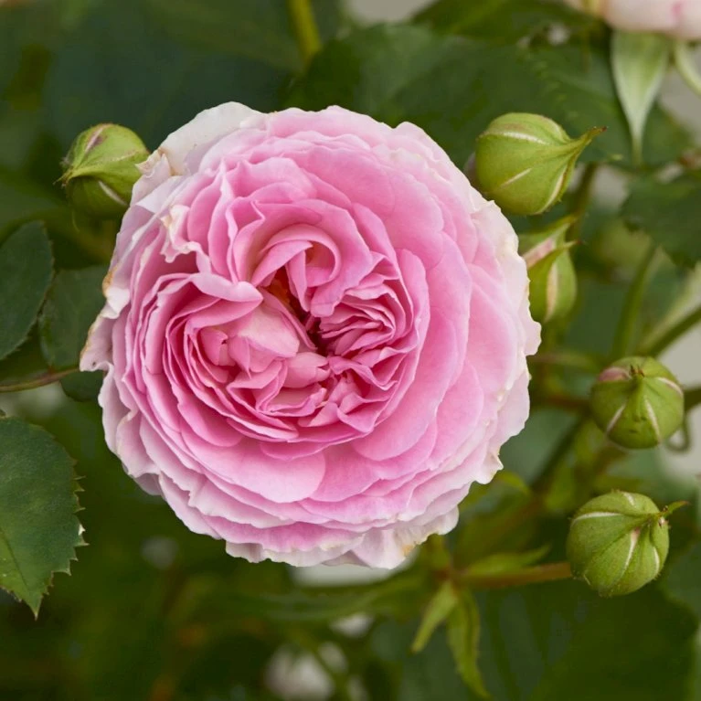 'Joleen™ Renaissance'® Rosa X 'Joleen™ Renaissance'® (Renaissancerose) A-Kvalitet,- barrods roser min. 3 grene 'Joleen™ Renaissance'® Rosa X 'Joleen™ Renaissance'® (Renaissancerose) A-Kvalitet,- Barrods Roser Min. 3 Grene -Plantetorvet Butik p35346 52147 rosa x joleen renaissance renaissancerose a692