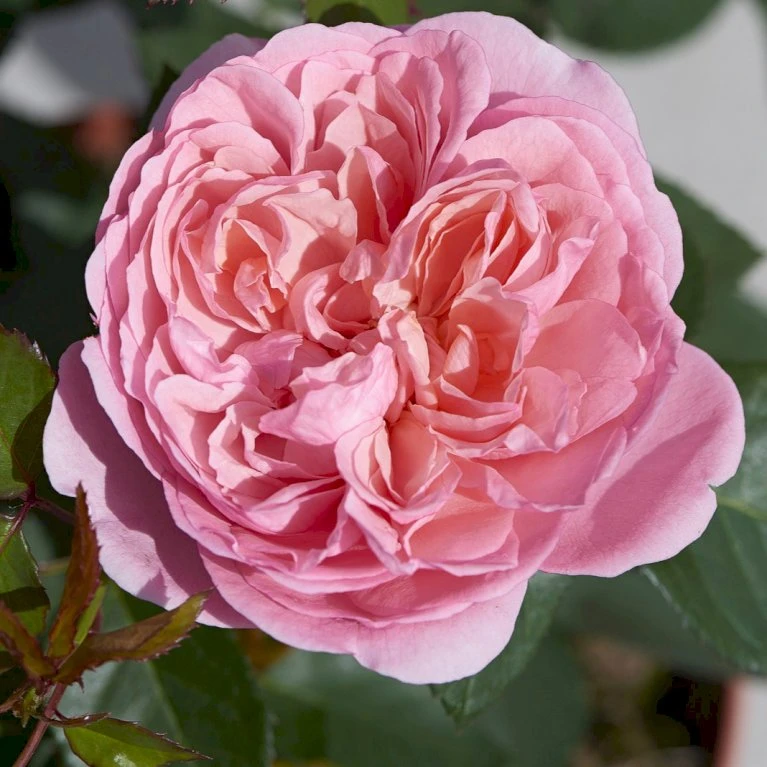 'Joleen™ Renaissance'® Rosa X 'Joleen™ Renaissance'® (Renaissancerose) A-Kvalitet,- barrods roser min. 3 grene 'Joleen™ Renaissance'® Rosa X 'Joleen™ Renaissance'® (Renaissancerose) A-Kvalitet,- Barrods Roser Min. 3 Grene -Plantetorvet Butik p35346 52148 rosa x joleen renaissance renaissancerose 53fc