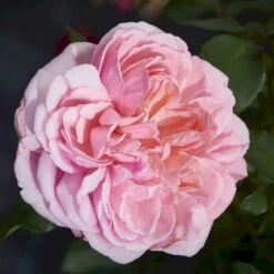'Joleen™ Renaissance'® Rosa X 'Joleen™ Renaissance'® (Renaissancerose) A-Kvalitet,- Barrods Roser Min. 3 Grene 5 'Joleen™ Renaissance'® Rosa X 'Joleen™ Renaissance'® (Renaissancerose) A-Kvalitet,- Barrods Roser Min. 3 Grene -Plantetorvet Butik p35346 52149 rosa x joleen renaissance renaissancerose 32cf