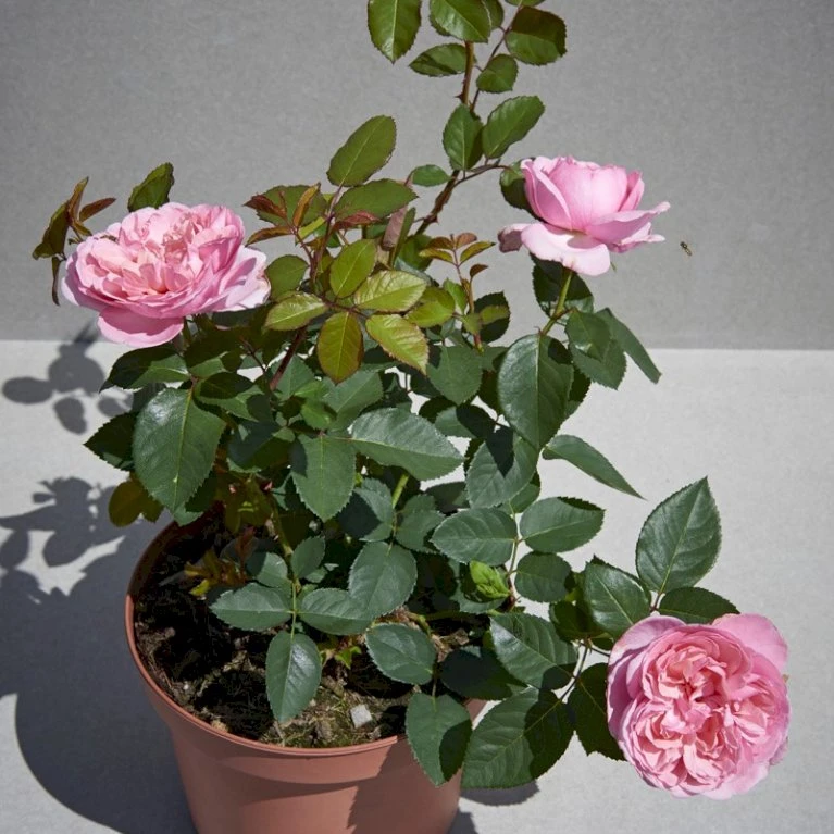 'Joleen™ Renaissance'® Rosa X 'Joleen™ Renaissance'® (Renaissancerose) A-Kvalitet,- barrods roser min. 3 grene 'Joleen™ Renaissance'® Rosa X 'Joleen™ Renaissance'® (Renaissancerose) A-Kvalitet,- Barrods Roser Min. 3 Grene -Plantetorvet Butik p35346 52150 rosa x joleen renaissance renaissancerose 8470