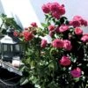 'Lea™ Renaissance'® Rosa X 'Lea™ Renaissance'® (Renaissancerose) A-Kvalitet,- Barrods Roser Min. 3 Grene 1 'Lea™ Renaissance'® Rosa X 'Lea™ Renaissance'® (Renaissancerose) A-Kvalitet,- Barrods Roser Min. 3 Grene -Plantetorvet Butik p35348 52154 rosa x lea renaissance renaissancerose baae