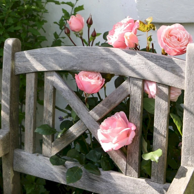 'Lilo™ Renaissance'® Rosa X 'Lilo™ Renaissance'® (Renaissancerose) A-Kvalitet,- barrods roser min. 3 grene 'Lilo™ Renaissance'® Rosa X 'Lilo™ Renaissance'® (Renaissancerose) A-Kvalitet,- Barrods Roser Min. 3 Grene -Plantetorvet Butik p35349 52159 rosa x lilo renaissance renaissancerose bc0d