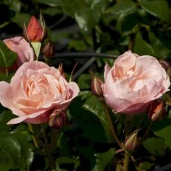 'Lilo™ Renaissance'® Rosa X 'Lilo™ Renaissance'® (Renaissancerose) A-Kvalitet,- Barrods Roser Min. 3 Grene 5 'Lilo™ Renaissance'® Rosa X 'Lilo™ Renaissance'® (Renaissancerose) A-Kvalitet,- Barrods Roser Min. 3 Grene -Plantetorvet Butik p35349 52161 rosa x lilo renaissance renaissancerose 18b2