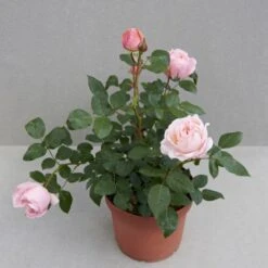 'Lilo™ Renaissance'® Rosa X 'Lilo™ Renaissance'® (Renaissancerose) A-Kvalitet,- Barrods Roser Min. 3 Grene 7 'Lilo™ Renaissance'® Rosa X 'Lilo™ Renaissance'® (Renaissancerose) A-Kvalitet,- Barrods Roser Min. 3 Grene -Plantetorvet Butik p35349 52163 rosa x lilo renaissance renaissancerose 4c82