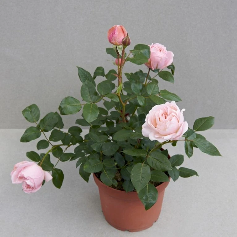 'Lilo™ Renaissance'® Rosa X 'Lilo™ Renaissance'® (Renaissancerose) A-Kvalitet,- barrods roser min. 3 grene 'Lilo™ Renaissance'® Rosa X 'Lilo™ Renaissance'® (Renaissancerose) A-Kvalitet,- Barrods Roser Min. 3 Grene -Plantetorvet Butik p35349 52163 rosa x lilo renaissance renaissancerose 4c82