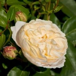 'Nina™ Renaissance'® Rosa X 'Nina™ Renaissance'® (Renaissancerose) A-Kvalitet,- Barrods Roser Min. 3 Grene