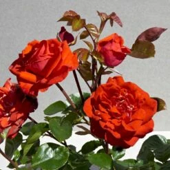 'Odelia™ Renaissance'® (syn. 'Minna'™) Rosa X 'Odelia™ Renaissance'® (Renaissancerose) A-Kvalitet,- Barrods Roser Min. 3 Grene -Plantetorvet Butik p35353 52191 rosa x odelia renaissance renaissancerose 9065