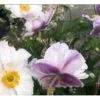 Høstanemone 'Dreaming Swan' Anemone 'Dreaming Swan' 1 Liter Potte -Plantetorvet Butik p35377 36833 anemone dreaming swan cf23