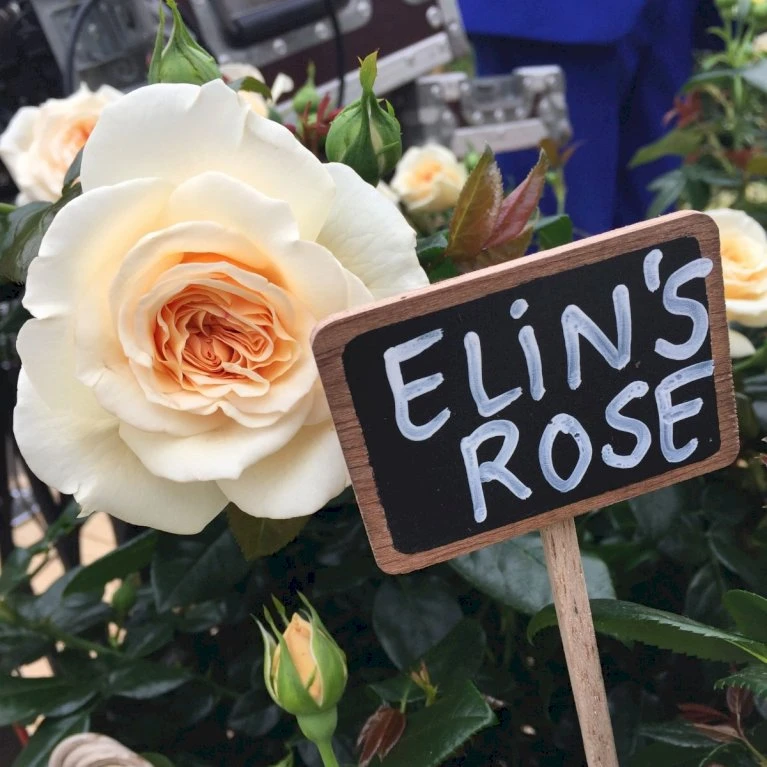 'Elin's Rose'™ Rosa X 'Elin's Rose'™ (Buketrose) A-Kvalitet,- barrods roser min. 3 grene 'Elin's Rose'™ Rosa X 'Elin's Rose'™ (Buketrose) A-Kvalitet,- Barrods Roser Min. 3 Grene -Plantetorvet Butik p35393 51466 rosa x elin s rose buketrose c8f5