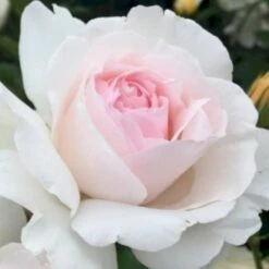 'Emmelie De Forest Forever'™ Rosa X 'Emmelie De Forest Forever'™ (Buketrose) A-Kvalitet,- Barrods Roser Min. 3 Grene -Plantetorvet Butik p35394 51468 rosa x emmelie de forest forever buketrose 9b4f
