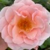 'Royal Estelle'™ Rosa X 'Royal Estelle'™ (Buketrose) A-Kvalitet,- Barrods Roser Min. 3 Grene -Plantetorvet Butik p35404 51693 rosa x royal estelle buketrose d6a7