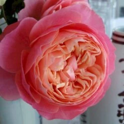 'Loves Me® With Heart And Soul'™ Rosa X 'Loves Me® With Heart And Soul'™ (Buketrose) A-Kvalitet,- Barrods Roser Min. 3 Grene 5 'Loves Me® With Heart And Soul'™ Rosa X 'Loves Me® With Heart And Soul'™ (Buketrose) A-Kvalitet,- Barrods Roser Min. 3 Grene -Plantetorvet Butik p35409 51685 rosa x rosa loves me with heart and soul buketrose 95ae